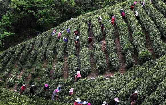 溧阳茶叶场：寻找茶叶，品味常州溧阳茶香