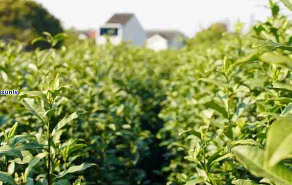 无锡更大的茶叶场在哪里，寻找好茶？无锡更大茶叶场位置解析