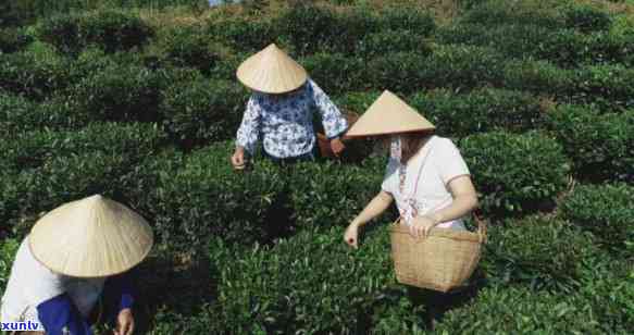 梧州茶叶，探索梧州茶叶：一种独特的中国茶文化体验