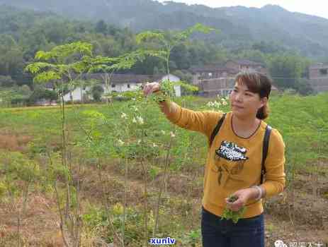 西昭平县茶叶市场地址，西昭平县茶叶市场的详细地址介绍