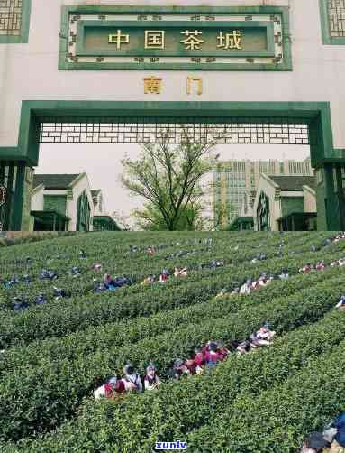 上海蒂芙特茶叶市场地址，探寻中国茶文化的魅力：上海蒂芙特茶叶市场地址详解