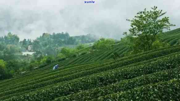 巴国城茶叶场地址，寻找好茶？来巴国城茶叶场！