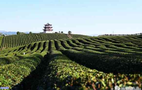 平县茶叶，品味贵州：探索平县的茶文化之旅