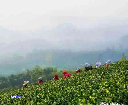 宜兴出名的茶叶，探秘宜兴：揭秘这座江南小城出名的茶叶文化