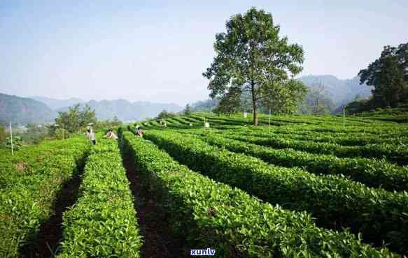 河南的茶叶，品味中原：探索河南的茶叶之旅