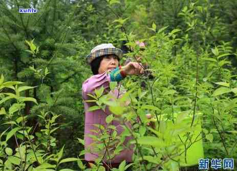 张家界茶叶场-张家界茶叶场到哪里