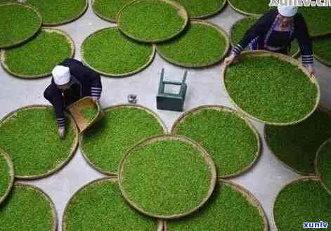 佛山更大的茶叶场在哪，探寻佛山茶叶场：寻找更大规模的茶市！