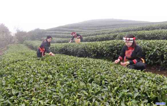 州市裕茂茶叶市场地址查询