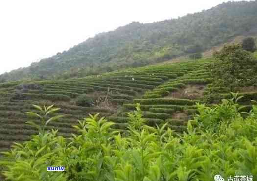 州的茶叶场在哪里，寻找好茶？州茶叶场全攻略！