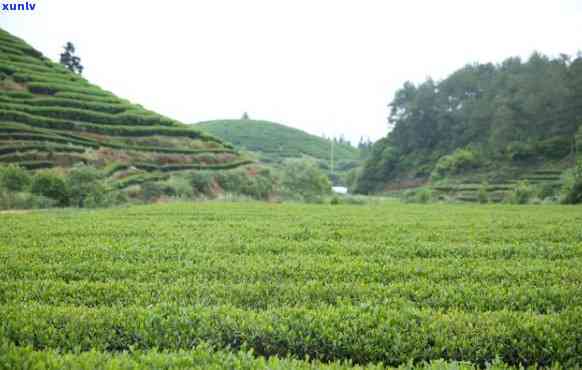 州的茶叶场在哪里，寻找好茶？州茶叶场全攻略！