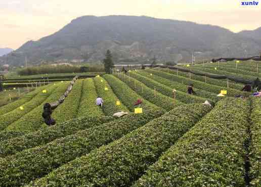 州茶叶批发哪里便宜，寻找实的州茶叶场？这份指南带你轻松找到！