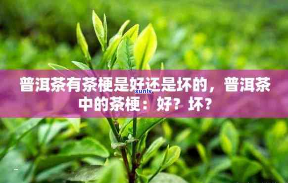 茶叶有茶梗是好茶吗？能喝吗？是否安全？解答全在这！