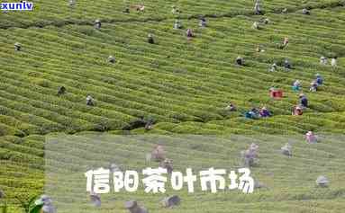 信阳有茶叶场吗最近，信阳茶叶场近期情况如何？