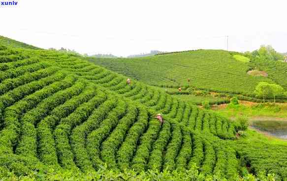 信阳有茶叶场-信阳有茶叶场吗