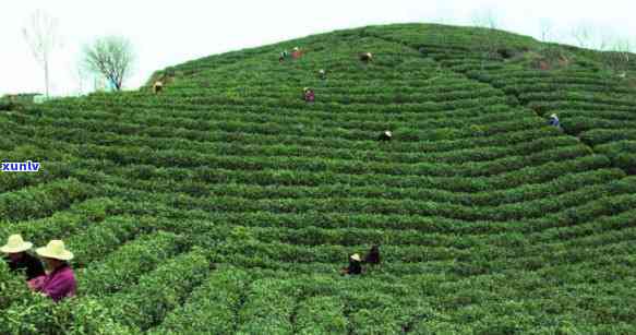 信阳有茶叶场-信阳有茶叶场吗