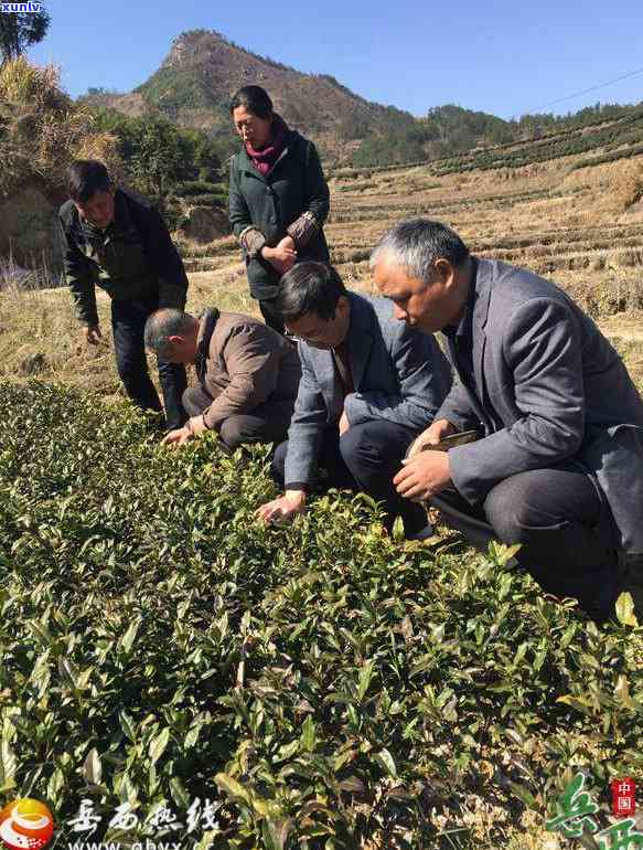 茶叶病虫害防治图谱图片，茶叶病虫害防治图谱：全方位解析茶叶生长中常见的病虫害及其防治 *** 