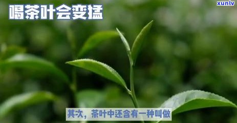 茶叶有提神的效果吗知乎，探究茶叶的提神效果：你是否被这个问题困扰？——知乎上的讨论与解答