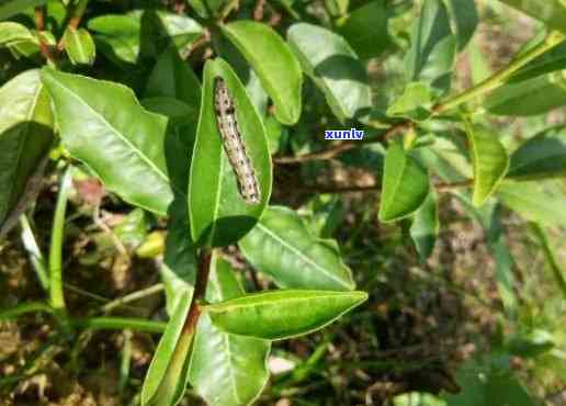 茶叶生虫成虫长什么样子，探究茶叶生虫后的形态变化：成虫有何特征？