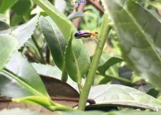 茶叶生虫成虫长什么样子，探究茶叶生虫后的形态变化：成虫有何特征？