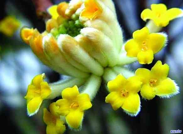 香花玉玉石价格-香花玉玉石价格走势