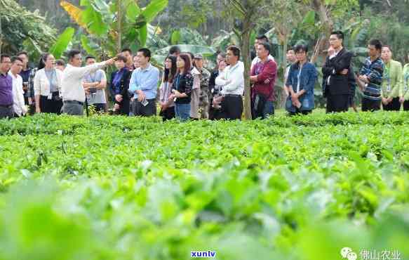 州佛山茶叶场在哪，寻找好茶？州佛山茶叶场地址全攻略！