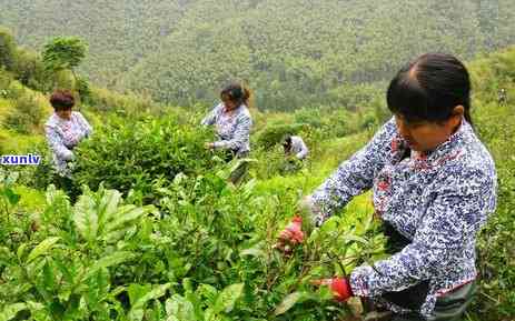 茶叶含铅高是怎么回事，解密茶叶含铅高的原因