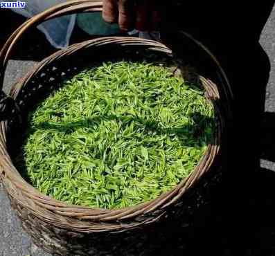 州有几个茶叶市场啊，探索州的茶文化：揭秘多个茶叶市场的存在