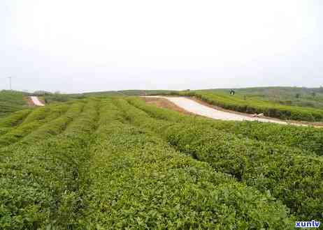 马鞍山茶叶场-马鞍山茶叶场在哪里