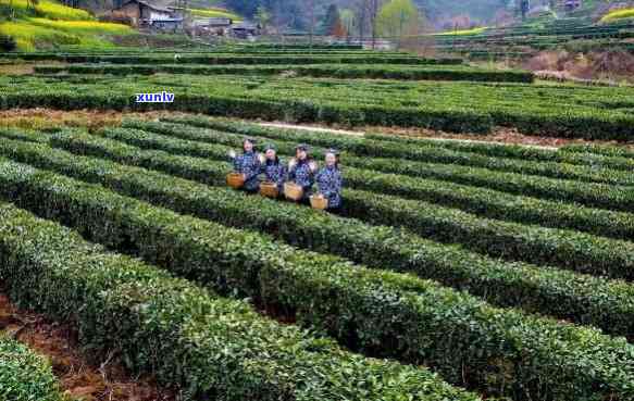 西安的茶叶场-西安的茶叶场在哪里