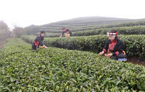 福鼎更大的茶叶市场在哪里，探寻福鼎更大茶叶市场的所在地