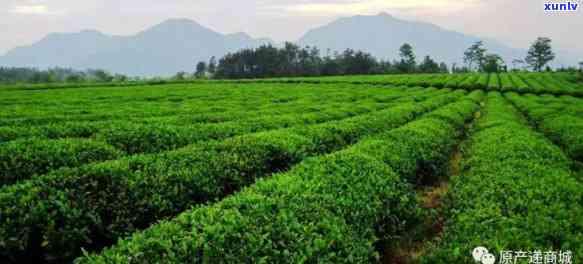 汉中更大的茶叶市场-汉中更大的茶叶场在哪