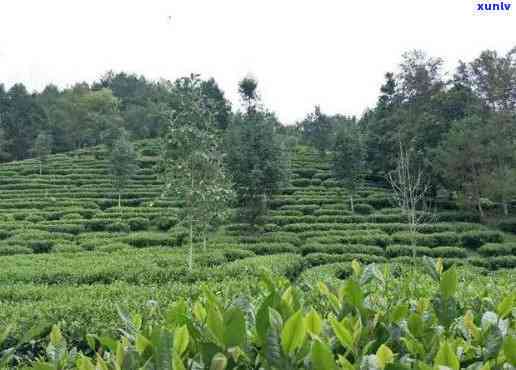 州更大的茶叶市场-州更大的茶叶市场在哪里