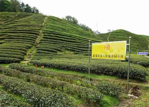 寻找芜湖市茶叶场：详细地址及进货信息