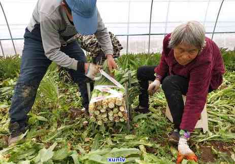 安徽有几个茶叶市场-安徽有几个茶叶市场在哪里