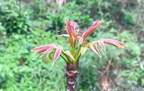 香椿木摆件风水说法，探秘风水学：香椿木摆件的神秘力量与寓意