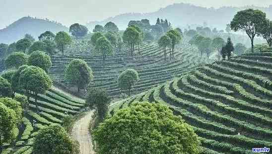 成都大型茶叶场，探寻成都：大型茶叶场的繁荣与魅力