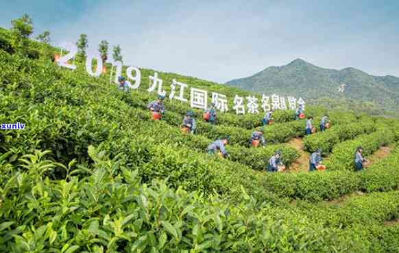 九江更大茶叶市场在哪里？位置及开设情况全揭秘