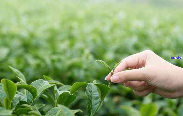 茶叶上有农药残留吗-茶叶上有农药残留吗?