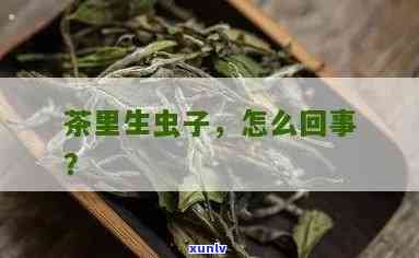 茶叶里怎么会混入虫子与虫卵？