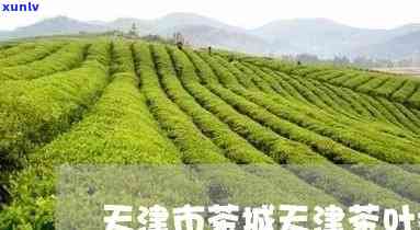 天津更大的茶叶市场-天津更大的茶叶市场在哪里