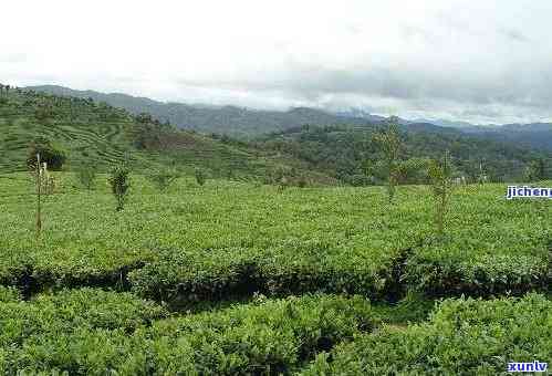 如何成功 *** 信记普洱茶并实现销售？全面攻略解析