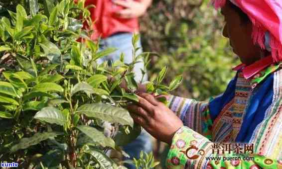 临沧有几个茶叶市场-临沧有几个茶叶市场在哪里