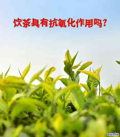 茶叶有抗氧化作用吗？解析其原理与应用