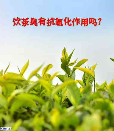 茶叶有没有抗氧化的作用，探究茶叶的抗氧化功效：事实与科学依据