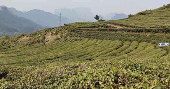 更大的茶叶场-全国更大的茶叶场