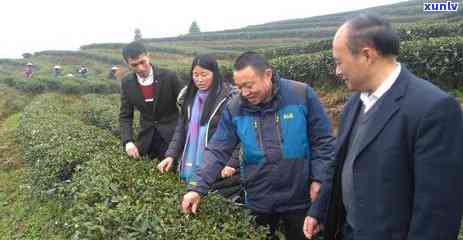 茶叶水自制铜钱草肥料的简易 *** 