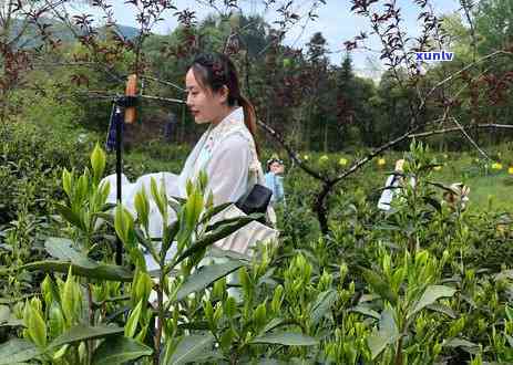 六百多一斤茶叶好吗图片，价格合理？六百多元一斤的茶叶，你值得拥有！