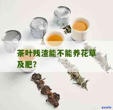 泡过的茶叶可以做花肥？花盆可用喝剩的茶叶吗？如何发酵茶渣成为肥料？