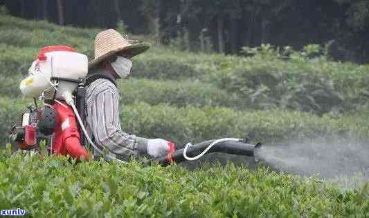 红盒八马普洱茶价格