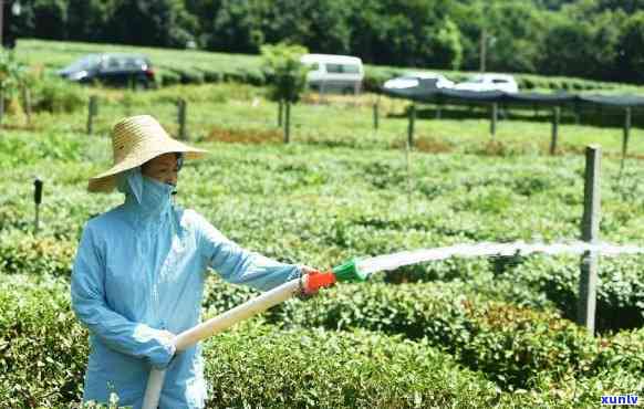 现在茶叶都打农药吗-茶叶有无农药